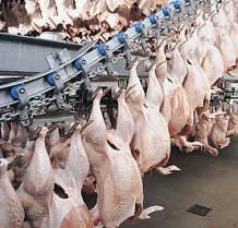 Jobs lost as Australian poultry processor closes