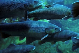 Fish or eggs, what about both?