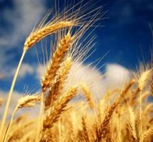 India replaces maize with wheat in poultry feed