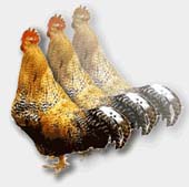 Cloned meat and milk safe: FDA