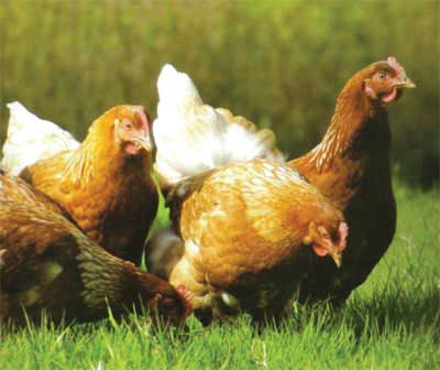 Part-organic pullet system to be extended