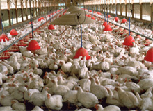 On-farm carbon footprint should be determined before reducing greenhouse gas emissions