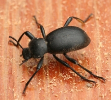 Bayer product tackles darkling beetles in poultry operations