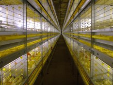 Growing broilers in a comfort colony system