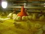 Growing broilers in a comfort colony system