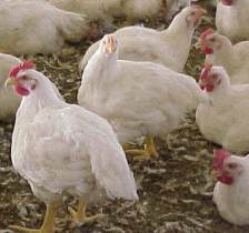 US broiler meat production down 2% in April