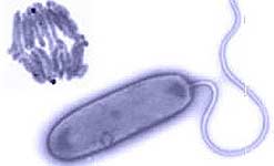 ‘Living antibiotic’ reduces salmonella in chicken gut