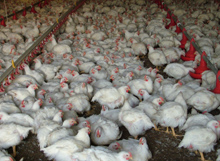 US Ethanol programme threat to broiler production