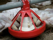 EU backs report in favour of feeding pig protein to poultry