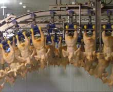 USDA expands programme to reduce and eliminate Salmonella