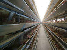 US egg agreement keeps California deadline in place