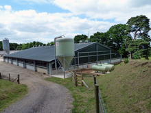 New pullet house proves importance of environment management