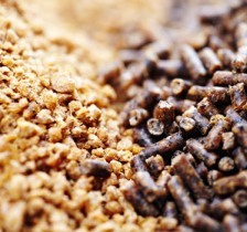 Ukrainian poultry poisoned by toxic feed
