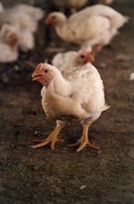 Combating heat stress to keep birds productive