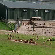 Free-range egg house plan rejected: too ugly