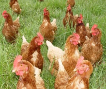 Study: Free-range or cage-produced eggs have no nutritional difference