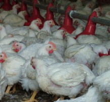 Continued focus on food security and welfare