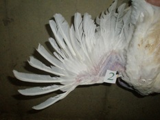 Productive turkeys have a full feather pack