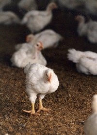 Healthy flocks from therapeutic nutrition