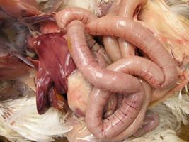 Balanced intestinal microflora help prevent necrotic enteritis