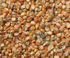 Less medication through effective mycotoxin control