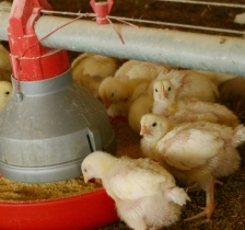 DSM introduces new era of sustainable feeding