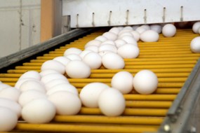 Egg shell quality: First looks count