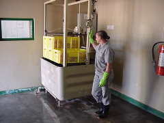 Good quality chicks from disinfected eggs