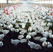 New test for infectious bursal disease developed