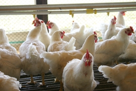 Broiler breeders: Managing the paradox between reproduction and growth