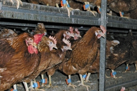 Selecting for better nest acceptance