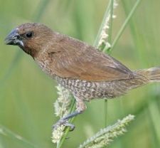 Dead wild bird in Hong Kong tests positive