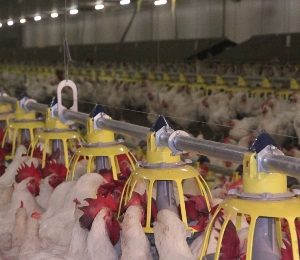 Keeping breeder males in peak condition pays dividends