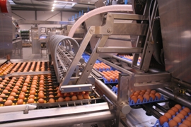 Every egg counts