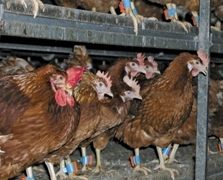 Selecting for better nest acceptance