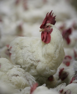 Breeder chickens show different behaviors