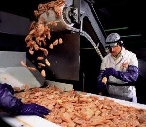 Study: More DDGS possible in laying hen diets