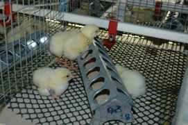 Good start from early post hatch feed