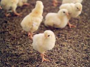 Litter management – Part 1: Good litter for healthy birds