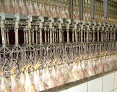 Optimal feed withdrawal minimises losses at processing