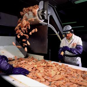 New EU rules for geese and turkey slaughter