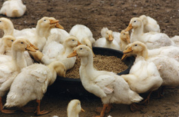 Asia dominates global waterfowl production