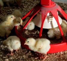 Zinc complexes improve feed conversion