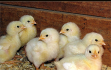 Research: Feed additives and ascites in broilers