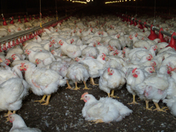 US broiler industry ­endures a dismal year