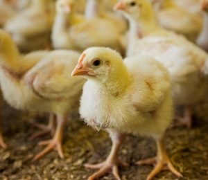Probiotics for combating clostridial enteritis