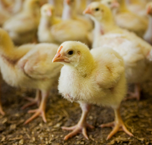 Probiotics for combating clostridial enteritis
