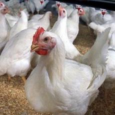 South Korea allows Taiwan exports
