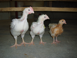 Finding the difference between conventional and organic