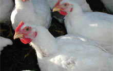 Research: Sorghum grind and broiler gut development
